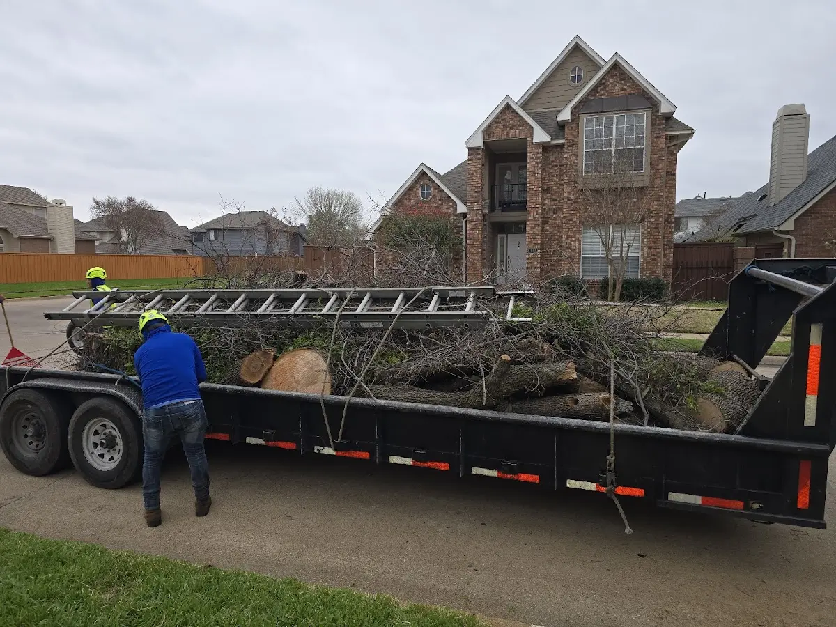 Expert Tree Removal with proper safety equipment in Tenmile